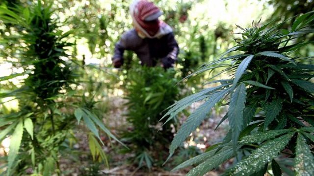 واشنطن تعطي لبنان الضوء الأخضر لزراعة مخدرات الحشيشة؟