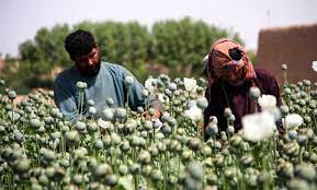 صحيفة : بريطانيا تفضل مخدرات أفغانستان على مخدرات الولايات المتحدة!